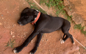 Pirata Cachorrinho SRD, pretinho, 4 meses de idade, porte médio, dócil e brincalhão