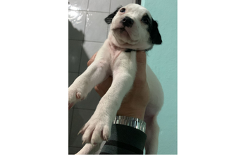 Pirata cachorrinho, filhote, pelagem curta, toda branquinha com manchas pretas nas orelhas e no olho esquerdo. Muito fofinho.