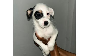 cachorrinha, filhote, Fox paulistinha com poodle, pelagem média, toda branca com mancha preta e marrom clara no olho e orelha direitos. Muito fofinha.
