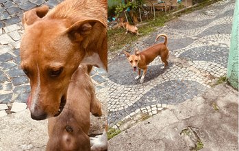 Pitoca Cachorrinha de porte médio, caramelo, SRD, mais ou menos 2 anos de idade, tranquila e esperta