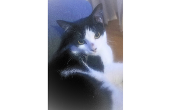 Pitu Gatinho de 1 ano de idade, preto com manchas brancas, tipo frajola, SRD, muito lindinho e dócil