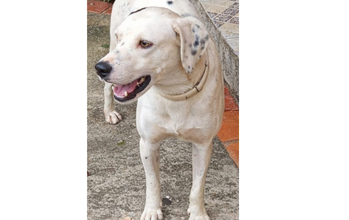Pluft Cachorrinho de porte grande, branco com pintas pretas, tipo Dálmata, jovem e muito lindo
