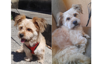 cachorro, raça shih tzu, pelagem longa, cor bege. Muito fofinho.