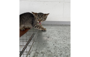 Poatan (Scar) Gatinho de 2 meses de idade, cinza escuro rajado, muito lindinho e sem raça definida
