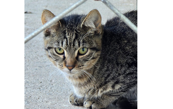 Poatan (Scar) Gatinho de 5 meses de idade, cinza escuro rajado, muito lindinho e sem raça definida