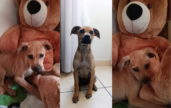 Cachorrinha SRD, caramela, porte médio, 3 meses de idade, super dócil e brincalhona