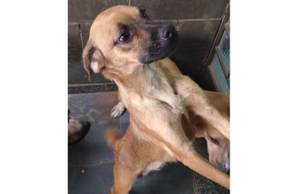 Preciosa Cachorrinha SRD, caramelo, pelo curto, dócil, porte médio, 2 anos de idade e muito fofinha