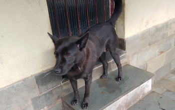 Preta Cachorrinha SRD, 5 anos de idade, pretinha, dócil e espertinha