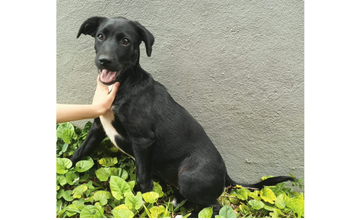 Pretinha Cachorrinha SRD, pretinha com peito branco, pelo curto, com 4 meses de idade, dócil e carinhosa