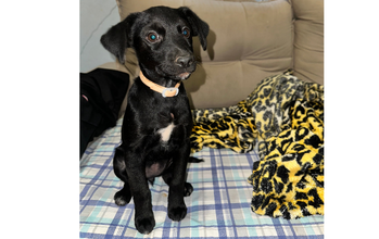 Pretinha Cachorrinha SRD, pretinha, em torno de 4 a 5 meses de idade, muito lindinha, amorosa, carente e dócil