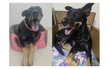 cachorrinha, adulta, pelagem curta, preta com algumas manchinhas marrons claras. Muito linda.