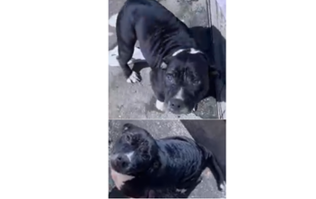 Pretinha Cachorrinha de porte médio, da raça Pitbull, de 7 anos de idade, pretinha e mansa