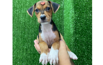Pretinha Cachorrinha SRD, de 2 meses e 2 dias de vida, pelagem curta caramela com manchinhas pretas, parecendo mistura de Beagle, muito dócil e lindinha