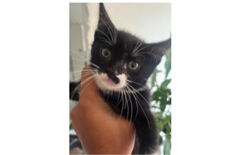 Pretinha Gatinha sem raça definida, pretinha com manchinhas brancas no focinho e nos braços dianteiros, uma gatinha que não é brava e muito lindinha.