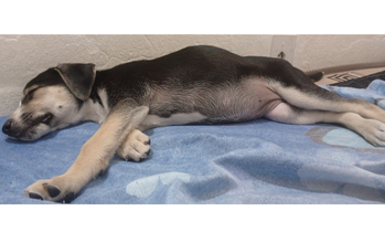 Pretinha Cachorrinha SRD, de 2a 3 meses de idade, pelo curto, preta mesclada com bege, tipo Snoopy, muito dócil e brincalhona