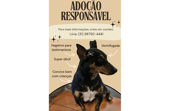 Pretinha Cachorrinha SRD, porte pequeno, dócil, pretinha, tipo basset dachshund e lindinha