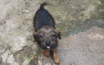 Pretinha Cachorrinha SRD, pretinha, muito sapequinha, 4 meses de idade e lindinha