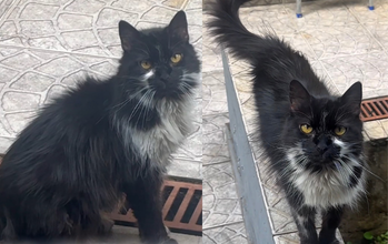 gatinha, pelagem longa, toda preta com manchas brancas no peitoral, pescoço e bigode. Olhos verdes. Muito linda.