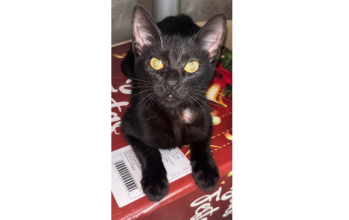 Pretinho Gatinho, em torno de 2 a 6 meses de idade, siâmes, pretinho, que adora carinho, mas ás vezes gosta de ficar muito na dele.