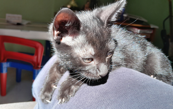 Pretinho Gatinho preto, em torno de 3 a 4 meses de idade SRD, arisco e muito lindo