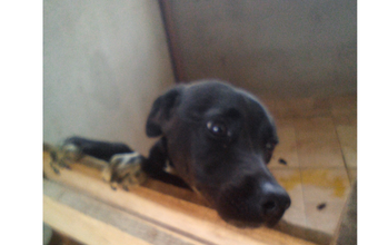 Pretinho Cachorrinho SRD, porte médio, 8 meses de idade, pretinho e lindinho