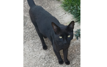 Pretinho gatinho, pelagem toda preta, olhos verdinhos, 11 meses e muito manso