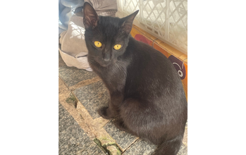 Pretinho gatinho, 1 ano, pelagem toda preta, olhos amarelos. Muito lindo.
