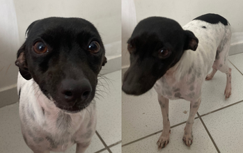 cachorrinha, 2 anos, pelagem curta, branca com a cara toda preta e uma mancha preta no dorso. Muito lindinha