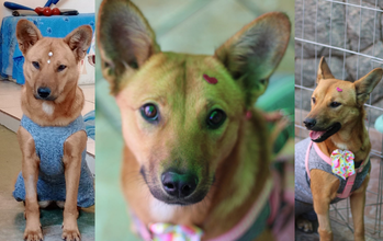 cachorrinha, jovem, pelagem curta, caramelo, com mancha branca no peitoral. Muito linda.