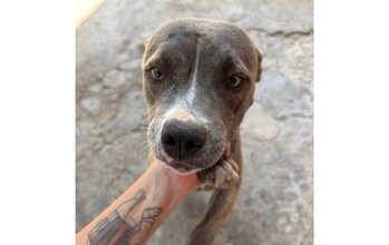 cadela, raça Pitt Bull, pelagem curta, cor cinza, olhos cor de mel. Muito linda.