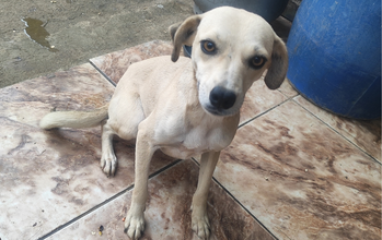 Priscila Cachorrinha SRD, porte médio, 1 ano de idade, pelo curto e na cor creme, muito dócil e fofinha