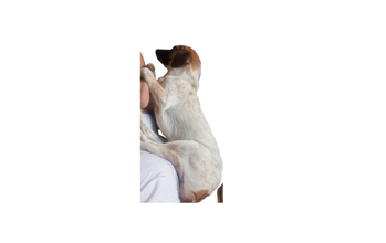 PUC Cadelinha jovem, sem raça definida, de pelagem curta, branca com manchinhas em caramelo, semelhante ao cachorrinho do máscara, muito alegre, saltitante e vigorosa.