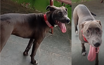 Puma cachorrinha, porte grande, filhote, raça Pitbull Blue Nose, pelagem curta, cinza chumbo. Muito linda.