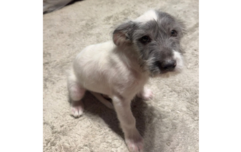 Quico cachorrinho, filhote, pelagem fiapo de manga, toda branca com mancha cinza no rosto. Muito lindinho.