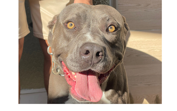 Ragna Cachorro pitbull, 2 anos de idade, cinza chumbo, dócil e muito lindo