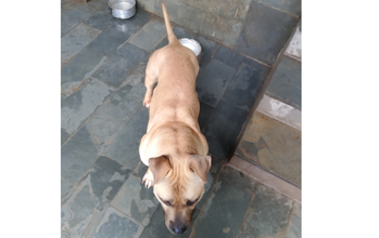 Ragnar Cachorro PitBull, 4 anos de idade, caramelo, dócil e lindinho