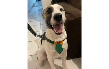 Ragnar cão, porte grande, pelagem curta, branca com mancha marrom escura/preta no olho e orelha direitos. Muito lindo.