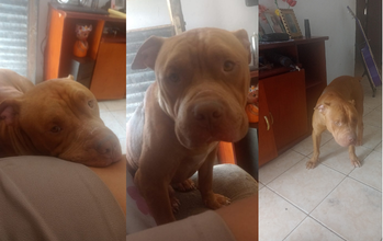 Ragnar Cachorro da raça American Bully, de 2 anos de idade, caramelo e dócil