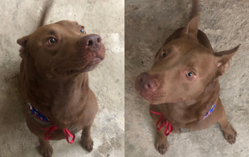 Ragnar cão adulto, mistura de pitbull com pastor alemão, pelagem curta, marrom escuro, olhos cor de mel. Muito lindo