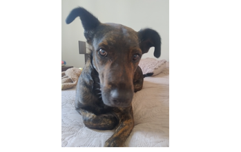 Rajado Cachorro sem raça definida, de 5 anos de idade, pelagem marrom rajado com preto, e muito dócil.