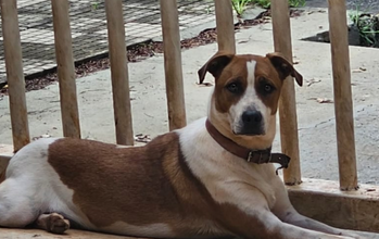 O Ralf é um cão dócil, ativo e brincalhão. Cachorro SRD, branco com manchas em caramelo, 11 meses de idade, porte grande e muito lindo