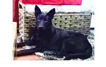 Ralf Cachorro da raça Pastor Belga, pretinho, dócil e 3 anos de idade