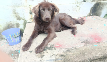 Cachorrinho de aproximadamente 8 meses de idade, peludinho na cor chocolate, porte médio, cheio de energia, carente, brincalhão e lindinho