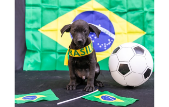 Raphinha cachorrinho, pelagem curta e toda pretinha, muito fofinho