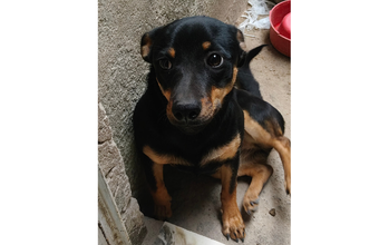cachorrinha, porte pequeno, filhote, pelagem curta, preta com algumas manchinhas marrons. Muito linda.