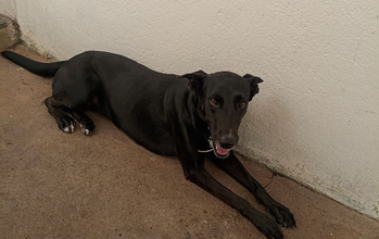 Cachorrinha SRD, 3 anos de idade, pretinha,dócil e muito lindinha