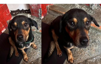 cachorrinha, adulta, rotweiller com pastor alemão, pelagem curta, preta com manchas marrons claras. Muito linda.