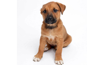cachorrinha, porte médio, pelagem curta, caramelo com focinho preto. Muito linda.