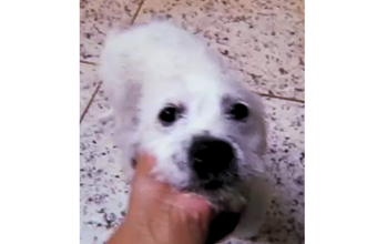 Cachorrinho SRD, branco peludinho, porte médio, dócil e muito lindinho