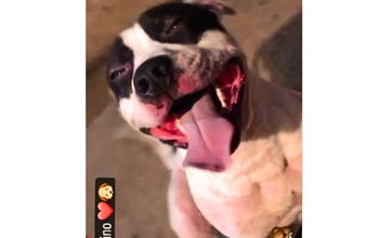 Revoada Pitbull macho, branco com manchas pretas nos olhos, de 3 anos, muito dócil e tranquilo
